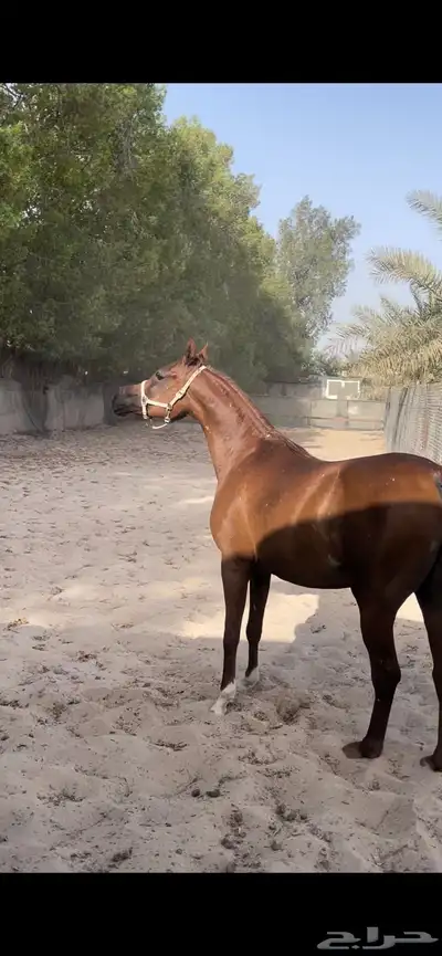 خيل واهو 0