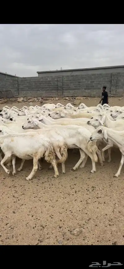 غنم دفع 6