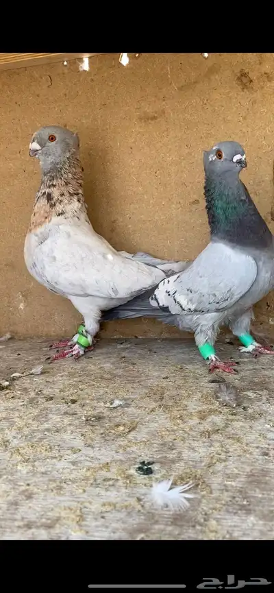 جوز 2