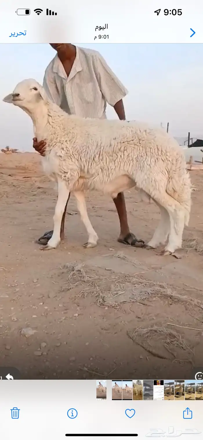 فحل حري صنف فاااخر 1