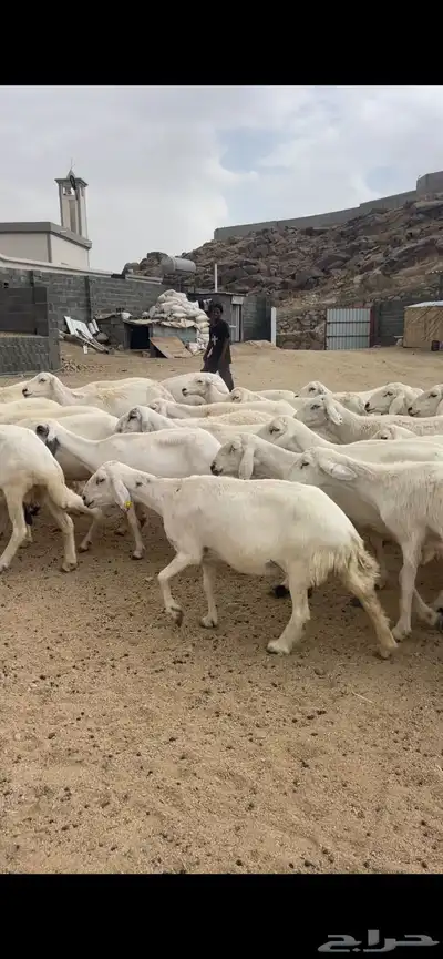 غنم دفع 13