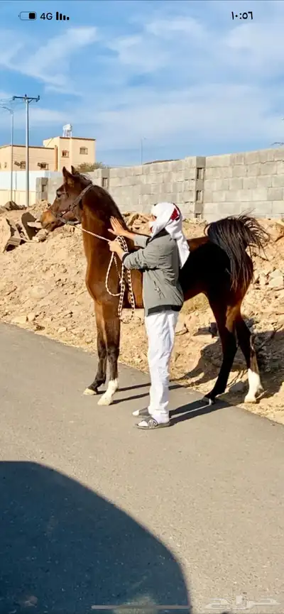 مهره شعبيه شيخه بنت جراح الثالث 1