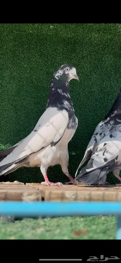 حمام باكستاني سخي 0