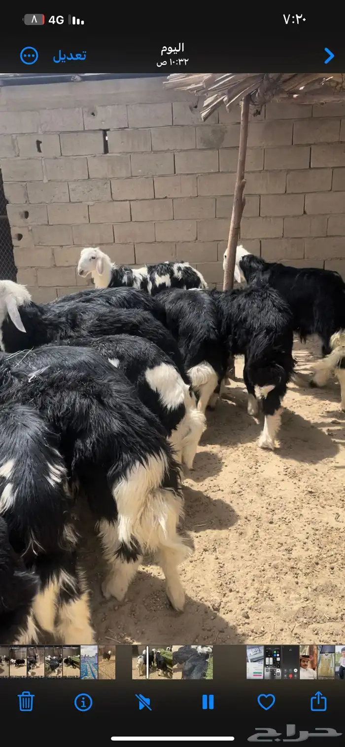 طليان نجد مراح واحد 5