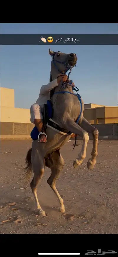 حصان شعبي للبيع 1