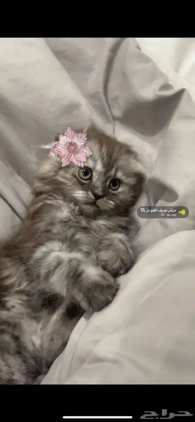 سكوتش شيرازي 0
