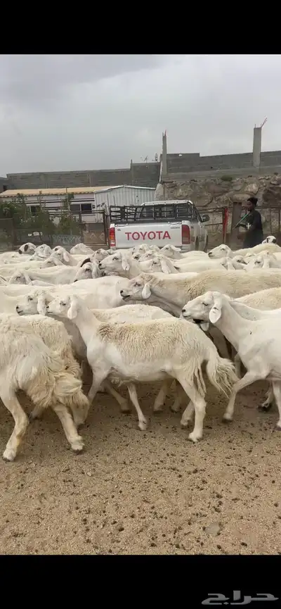 غنم دفع 1