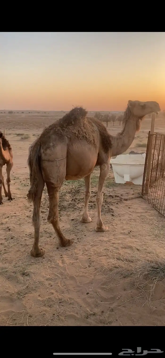 ناقة عشراء 1