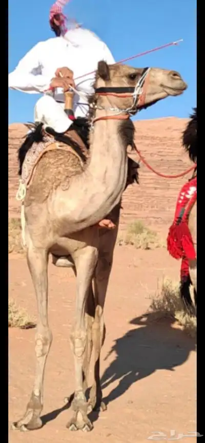 قعود للبيع 0