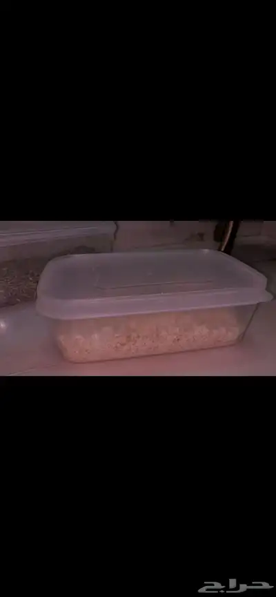 هامستر مع جميع اغراضه اليف 3