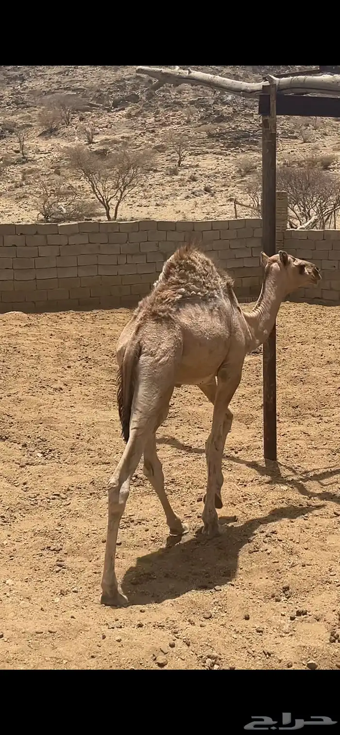 حاشي لباني 0