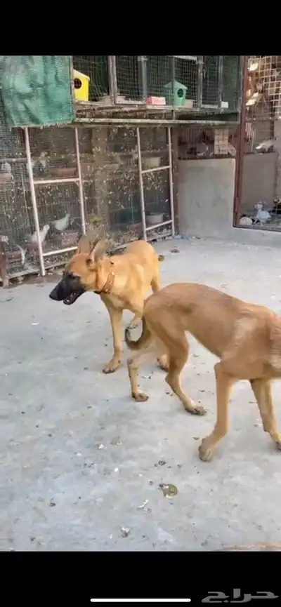 كلاب مالينو زكر وانث 1