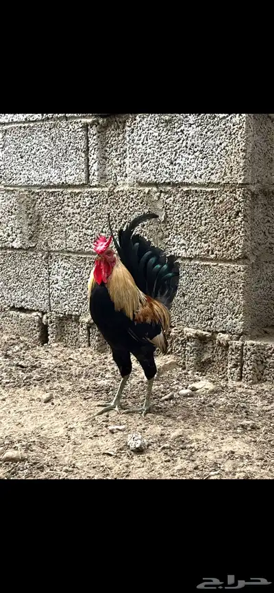 دجاج عربي أصل 2