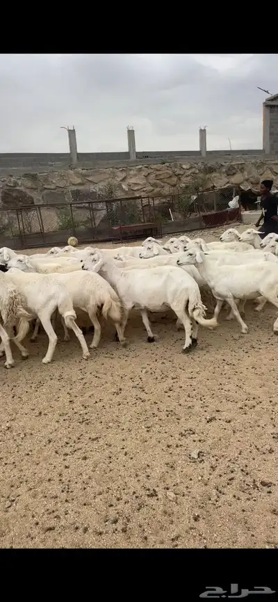 غنم دفع 22