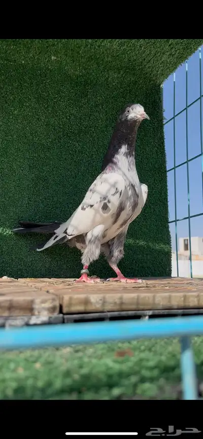 حمام باكستاني سخي 2
