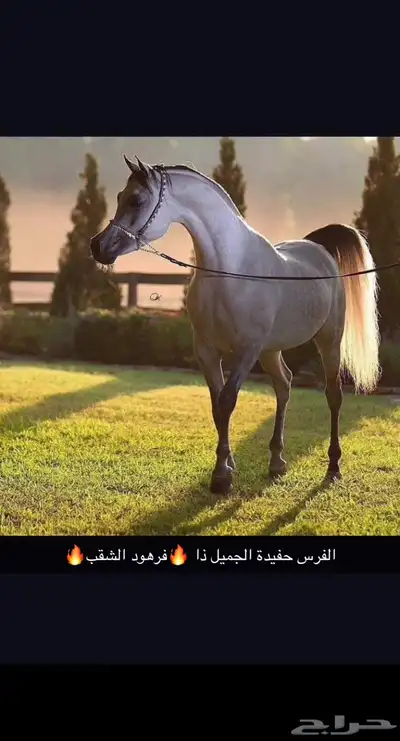 للبيع فرس مصريه بيور لقاح ثلاث شهور ونص 1