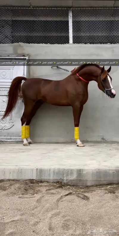 حصان كفو شعبي 3