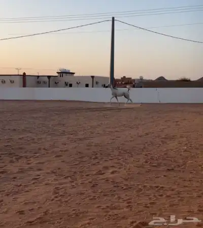فرس شيخه 0