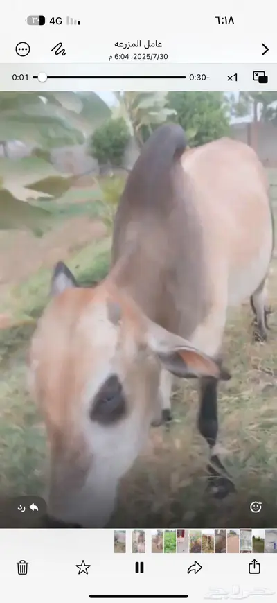 ثور للبيع 3