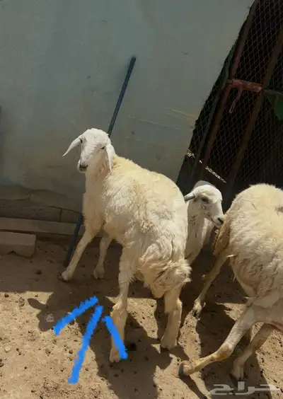 طليان مناسبات مشروطه للبيع 2