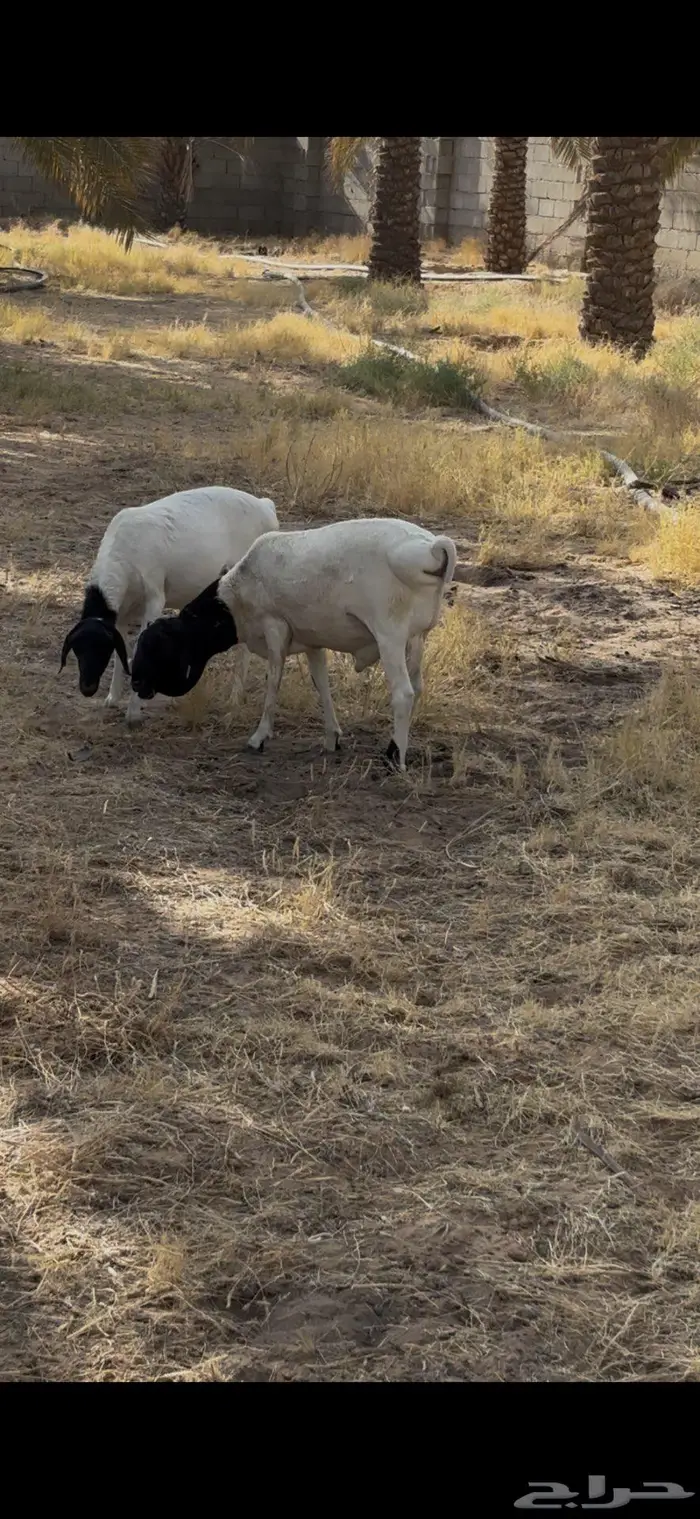 بربري عدد اثنين 0