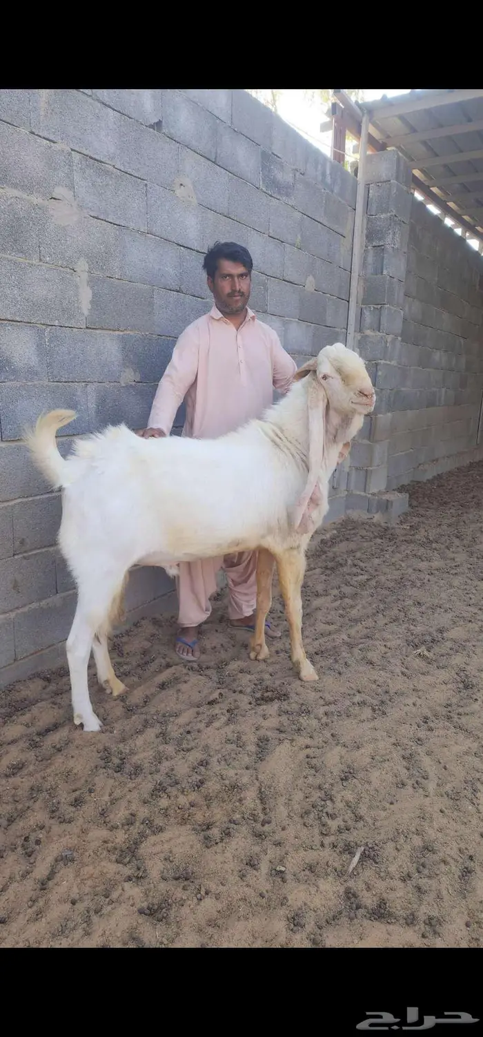 فحل هولندي صنف 3