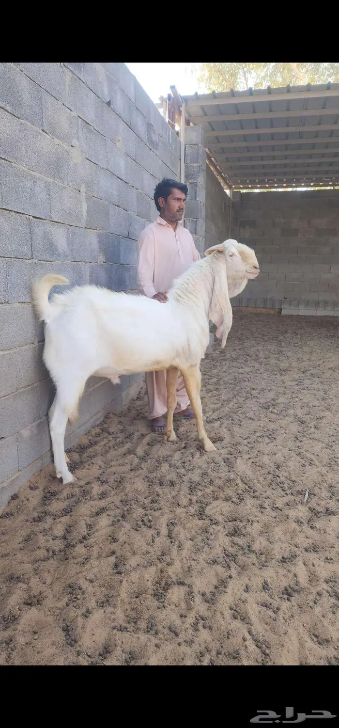 فحل هولندي صنف 1