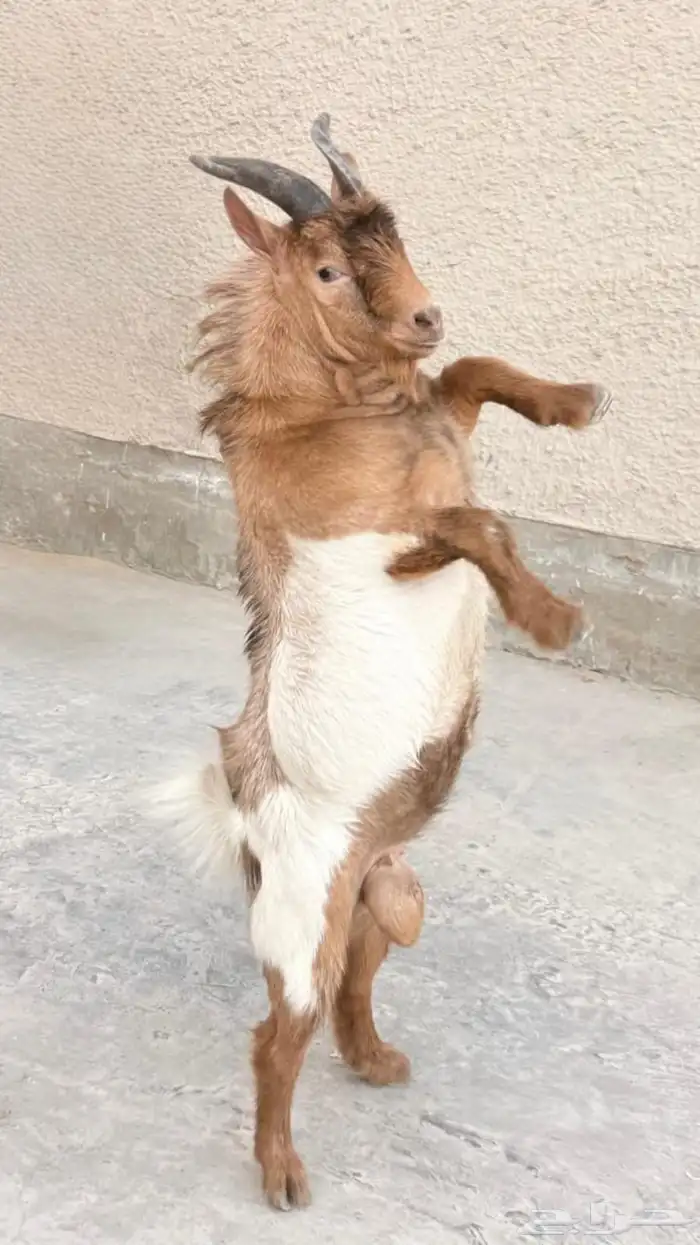 ماهز قزم 2