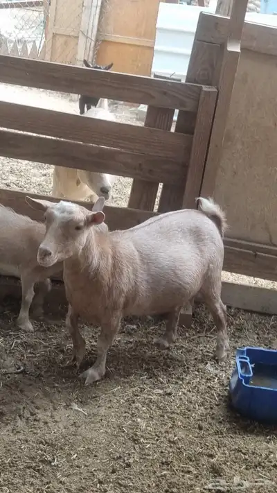 ماعز قزمي مكس امريكي 2