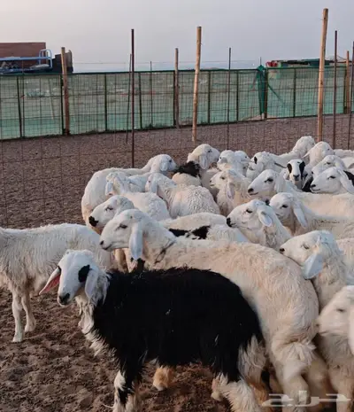 تيوس وعارضيات وحريات طيبه ونظيفه 1