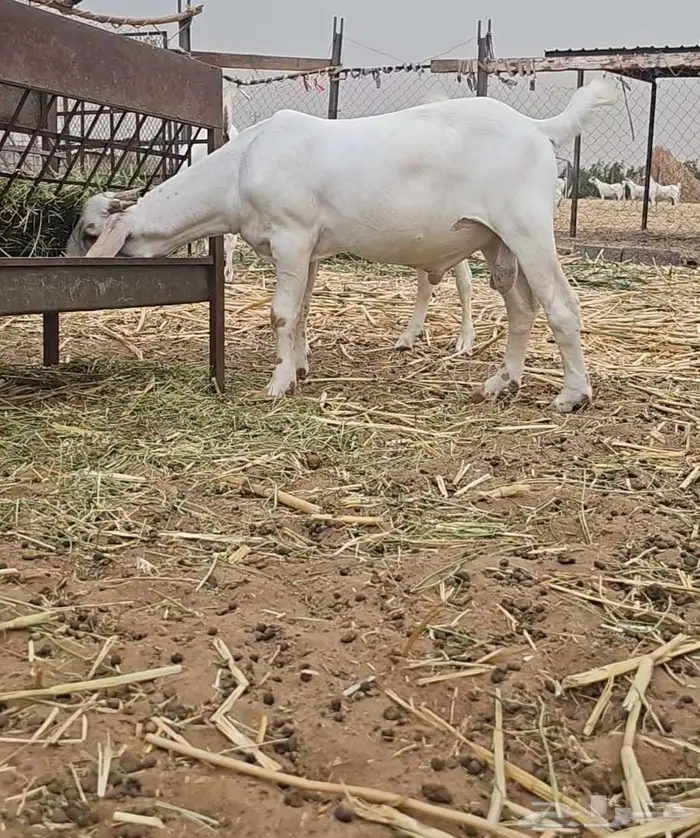 مشروع فحل بعمر 4شهور 0