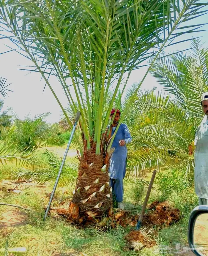 نخل مثمر سكري هلالي شيشي صقعي نخيل سري واشنطني خضري 9