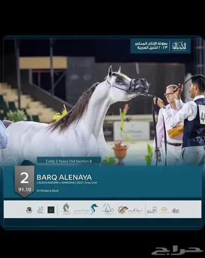 مربط خيل 2