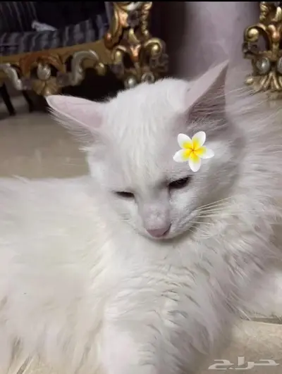 قط ذكر للتبني 0
