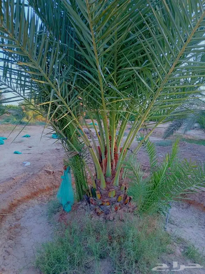 نخل مثمر سكري هلالي شيشي صقعي نخيل سري واشنطني خضري 6