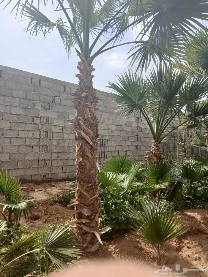 نخل مثمر سكري هلالي شيشي صقعي نخيل سري واشنطني خضري 4