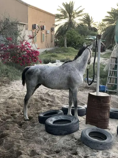 فرس شعبيه لقاح تحتها مهر 0
