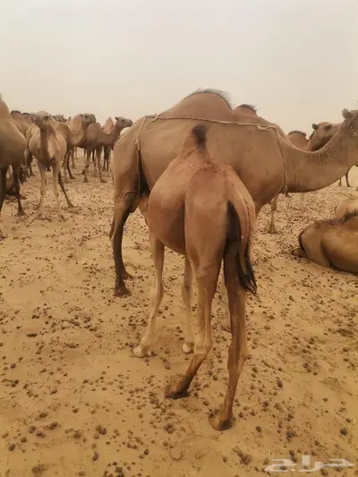 قعدان للبيع العدد 10 9