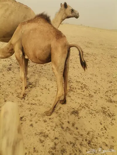 قعدان للبيع العدد 10 7