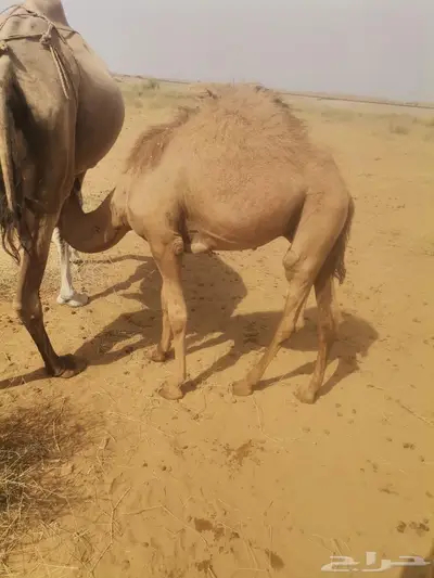 قعدان للبيع العدد 10 1
