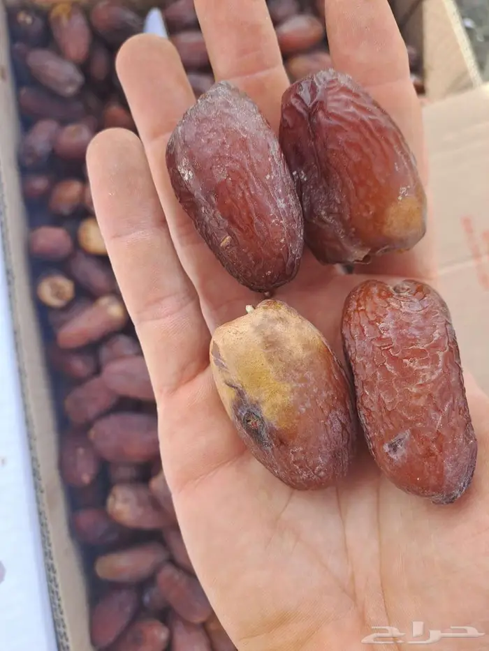 تمر سكري مفتل فاخر ب25 2