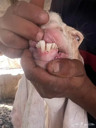 عنز ثنيه متبع 9