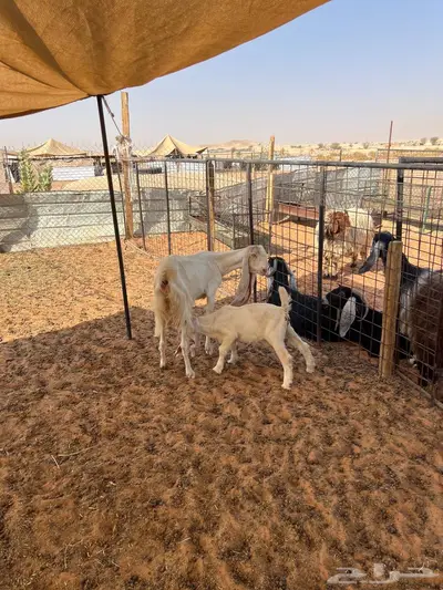 عنز ثنيه متبع 1