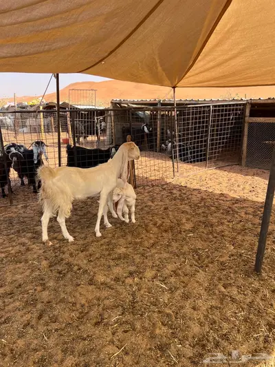 عنز ثنيه متبع 2