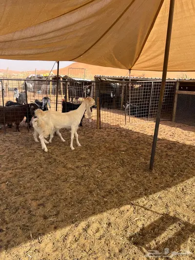 عنز ثنيه متبع 3