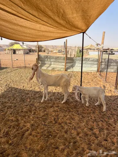 عنز ثنيه متبع 7