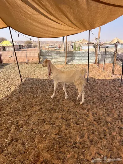 عنز ثنيه متبع 8