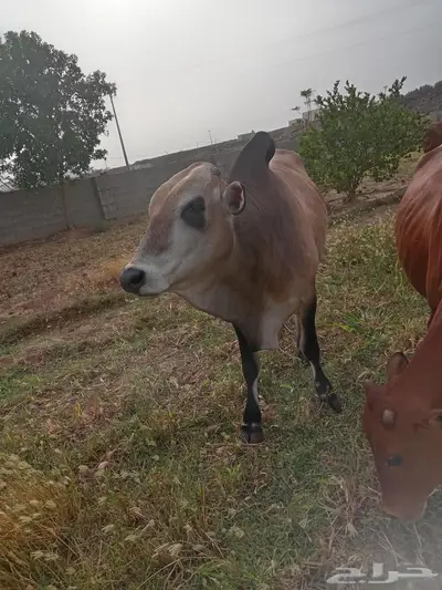 ثور للبيع 0