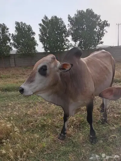 ثور للبيع 1
