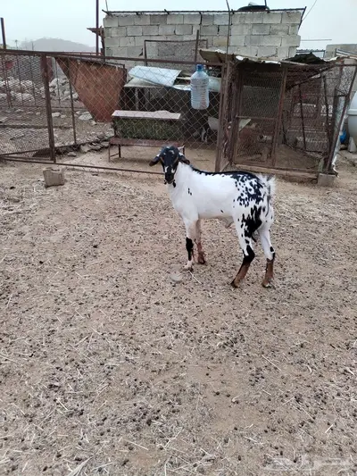 تيس الاب بيشي والام بلدي 1